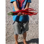 Elephant s Trunk – Zboží Dáma