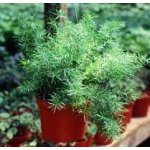 Salvia Paradise Šatavari prášek bio 100 g – Hledejceny.cz