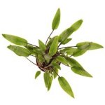 Cryptocoryne lutea - Kryptokoryna Walkerova – Zboží Dáma