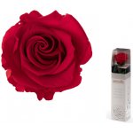 Dárková stabilizovaná růže MINI - červená – Zboží Dáma