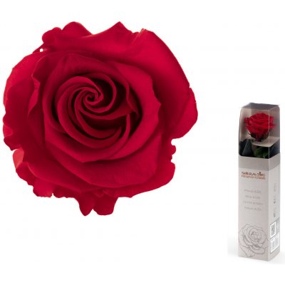 Dárková stabilizovaná růže MINI - červená – Zboží Dáma