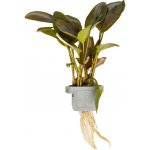 Lagenandra meeboldii red – Hledejceny.cz