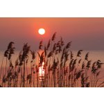 Dimex XL-191 vliesová fototapeta na zeď Reed on the lake rozměry 330 x 220 cm – Zboží Mobilmania