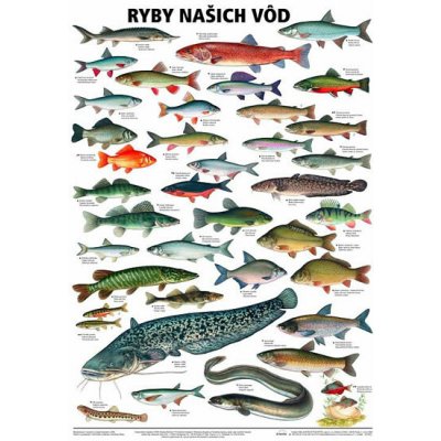 Plakát - Ryby našich vod – Zbozi.Blesk.cz