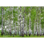 AG design FTS-1304 Papírová fototapeta Břízový les rozměry 360 x 254 cm – Hledejceny.cz