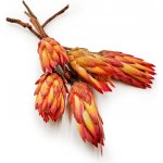 mech-mech.cz Sušená Protea (Protea Repens) - Červená - 5 ks – Zboží Dáma