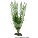 Hobby Aponogeton 39 cm umělá – Hledejceny.cz