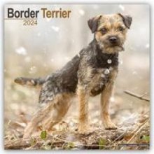 Border Terrier 16-Monats 2024