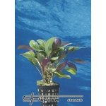 Lobelia cardinalis Mini – Hledejceny.cz