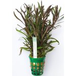 Pogostemon octopus – Hledejceny.cz