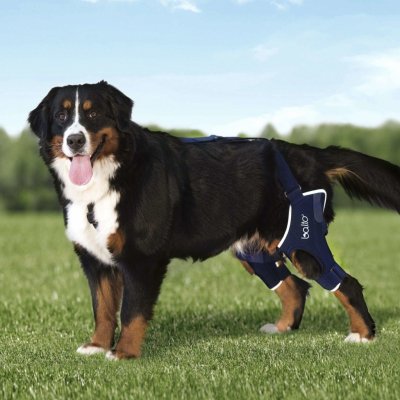 Balto Dvojitá kolenní ortéza s dlahou pro psa XL