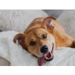 Frontline Spot-On Dog M 10-20 kg 3 x 1,34 ml – Zboží Dáma