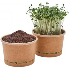 TINY GREENS Kapusta - semínka na klíčení a microgreens