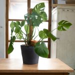 Tuselie Zavlažovací nádoba olla do květináče zapichovací 0,8 l přírodní – Zbozi.Blesk.cz