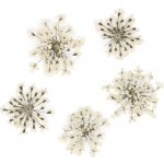 Starnails Sušené květy na nehty White 5 ks – Zboží Mobilmania