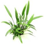 Cryptocoryne lucens – Zboží Dáma