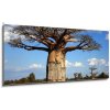 Obraz Skleněný obraz 1D panorama - 120 x 50 cm - big baobab tree of Madagascar velký baobab strom Madagaskaru