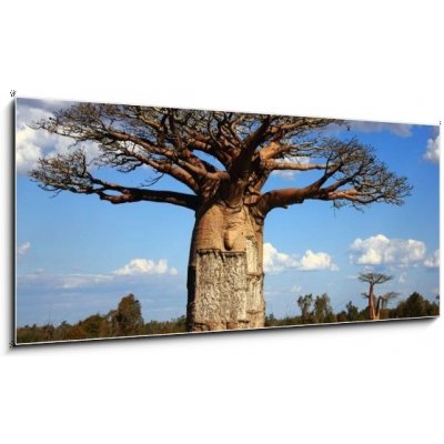 Skleněný obraz 1D panorama - 120 x 50 cm - big baobab tree of Madagascar  velký baobab strom Madagaskaru od 1 249 Kč - Heureka.cz