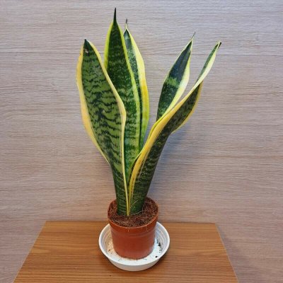 Sansevieria Futura Superba – Zboží Dáma