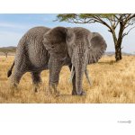 Schleich Africká slonice – Zboží Mobilmania