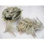 U Džoudyho Šalvěj bílá 30 g – Zboží Dáma