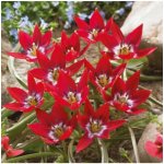 Tulipán Tiny Timo - Tulipa - cibuloviny - 3 ks – Hledejceny.cz