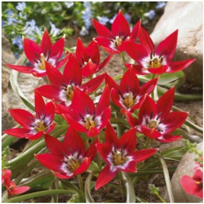 Tulipán Tiny Timo - Tulipa - cibuloviny - 3 ks – Hledejceny.cz