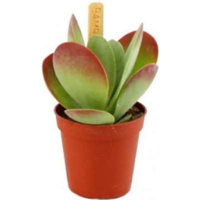Kolopejka, Kalanchoe thyrsiflora, zeleno - červená, průměr květináče 6 cm – Zboží Mobilmania