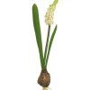 Květina Modřenec - Muscari s cibulkou bilý 23 cm
