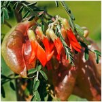 Africká bylina - Sutherlandia frutescens - semena africké byliny - 4 ks – Zboží Dáma
