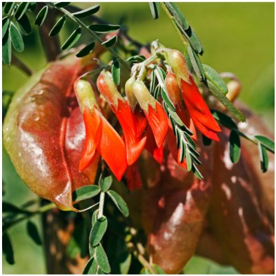 Africká bylina – Sutherlandia frutescens – semena africké byliny – 4 ks – Zboží Dáma