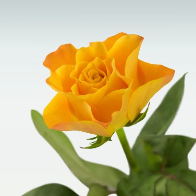 Rozvoz květin: Hvězdicové čerstvé růže - cena za 1ks - Kladno
