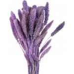 Flor Service Dekorace sušina Bér (Setaria) 40g světle fialová – Hledejceny.cz