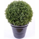 BUXUS KOULE REGULAR NEW, 79cm