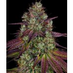 Barney's Farm Mimosa EVO Semena neobsahují THC 10 ks – Hledejceny.cz