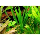 Akvarijní rostliny Echinodorus horemanii green - Šípatkovec horemanii green