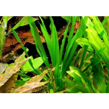 Echinodorus horemanii green - Šípatkovec horemanii green