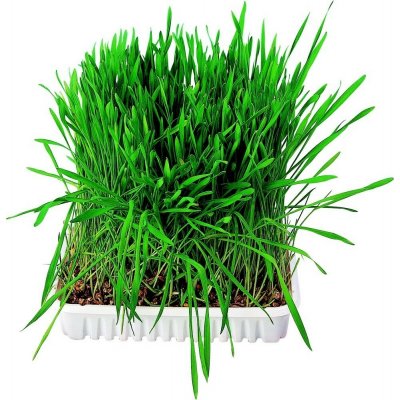 Trixie Tráva Hlodavec v misce 100 g – Hledejceny.cz