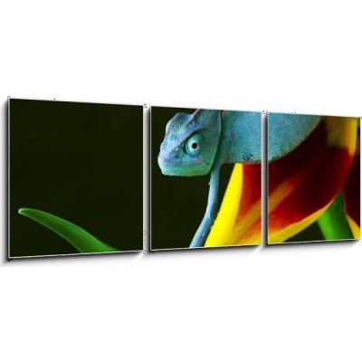 Obraz 3D třídílný - 150 x 50 cm - cham leon chameleon lizard cizokrajná věc – Zboží Mobilmania