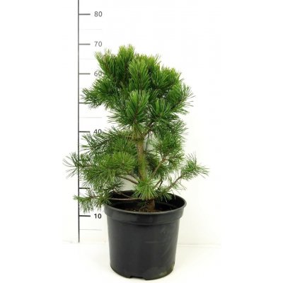 Pinus sylvestris 'Pygmaea' Prodejní velikost: 040/060, Velikost hrnku: 7,5 l – Hledejceny.cz