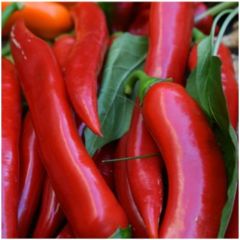 Chilli Kajenský pepř – Capsicum annuum – semena chilli – 8 ks