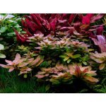 Ludwigia pilosa – Zboží Dáma