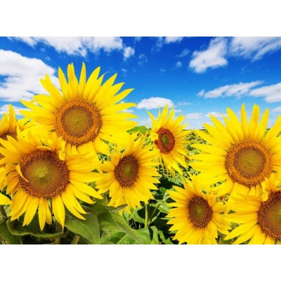 WEBLUX 62796944 Fototapeta vliesová sunflower field and blue sky with clouds slunečnicové pole a modrá obloha s mraky rozměry 270 x 200 cm – Zboží Mobilmania