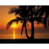Komar 8-255 Fototapeta moře Palmy Beach Sunrise Rozměr 368 x 254 cm