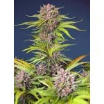 Sweet Seeds Mimosa Bruce Banner XL AUTO semena neobsahují THC 3 ks – Zboží Dáma