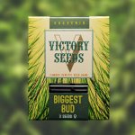 Victory Seeds Biggest Bud semena neobsahují THC 10 ks – Zboží Dáma