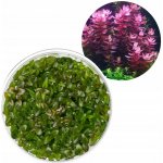 Bacopa salzmannii Purple – Sleviste.cz