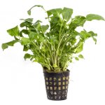 Neobeckia aquatica - Brukev vodní – Zboží Dáma