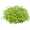 Osivo a semínko Toraf Microgreens, semínka na klíčky - Hořčice černá 30g