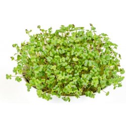 Toraf Microgreens, semínka na klíčky - Hořčice černá 20g